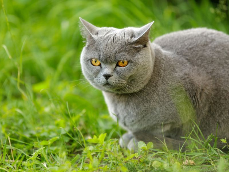 British Shorthair