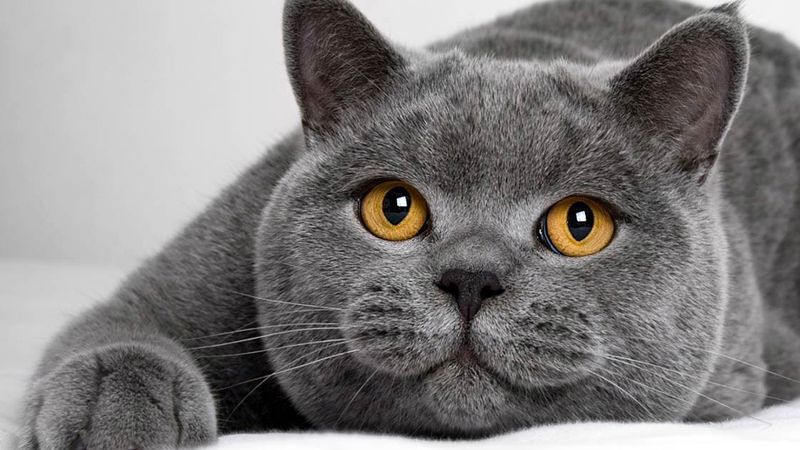 British Shorthair