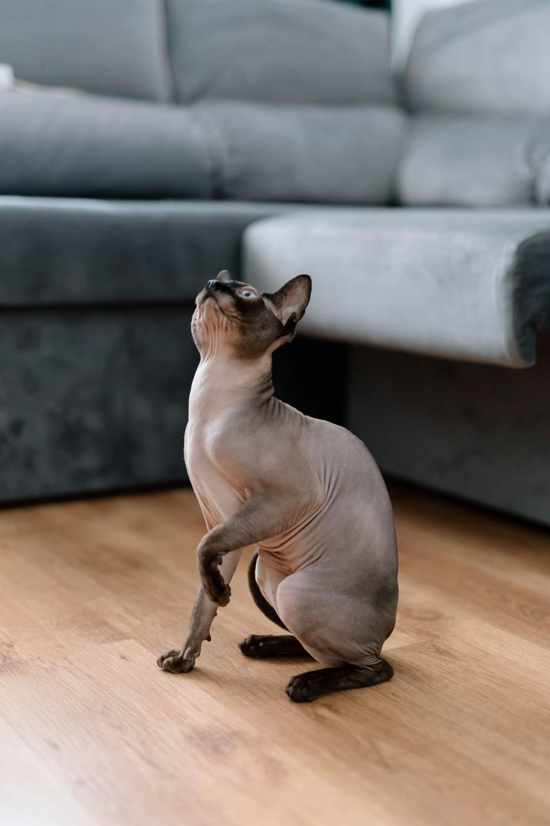 Peterbald Cats