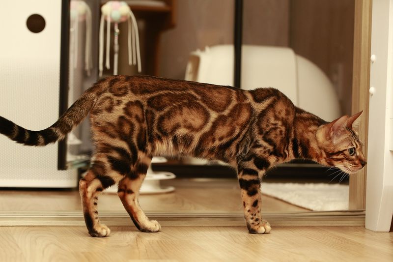 Brown Marbled