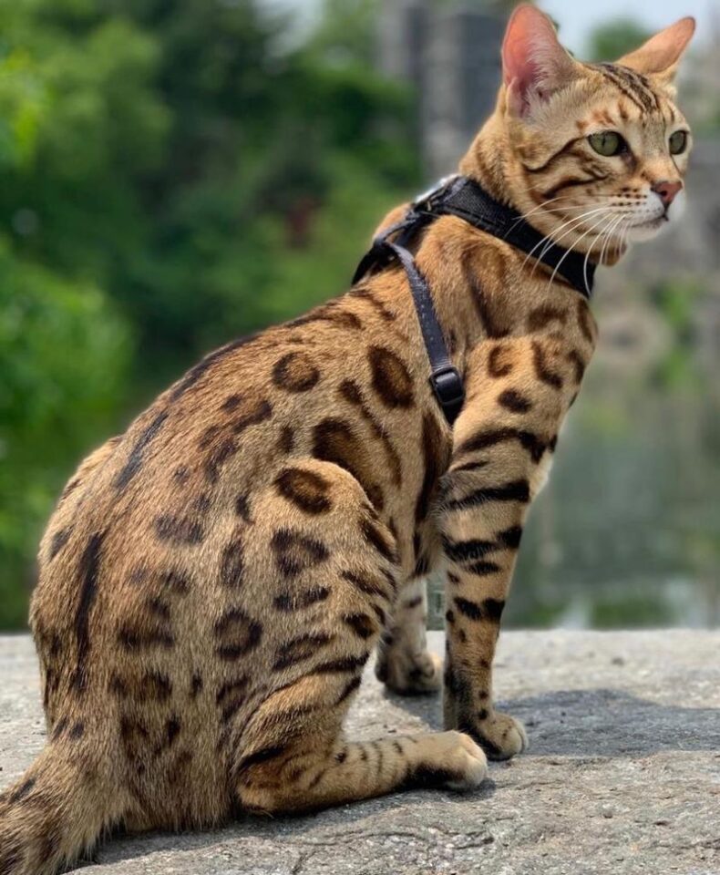 Exploring The 10 Most Stunning Bengal Cat Coat Colors
