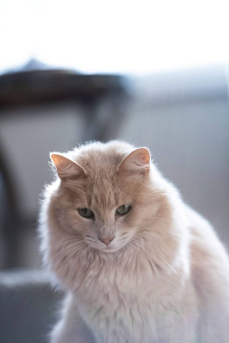 Diet Affects Coat Health