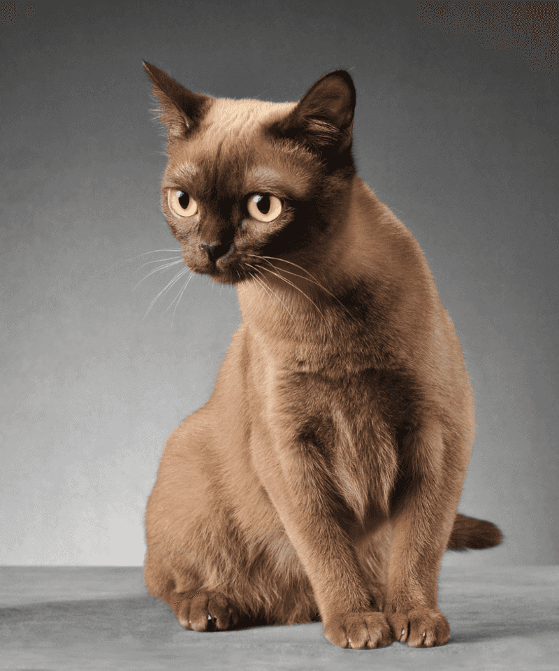 Burmese