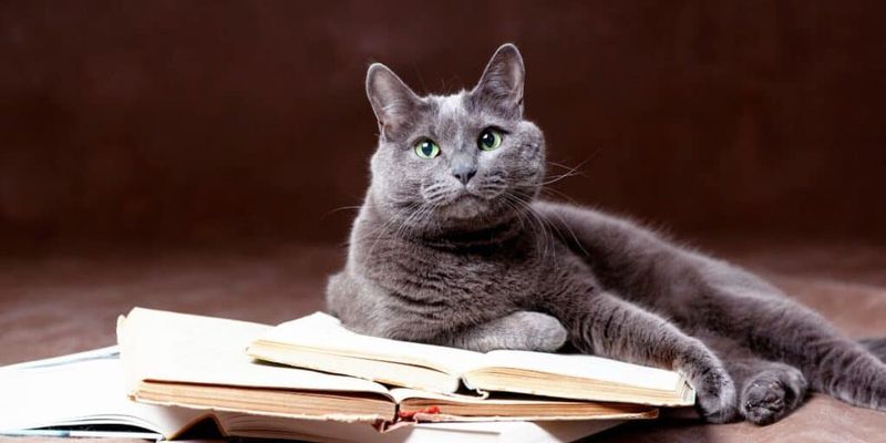 Russian Blue
