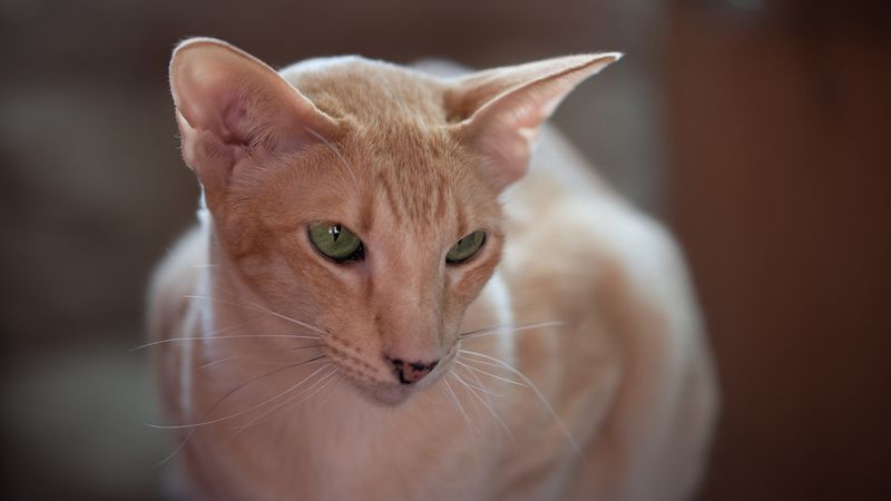 Oriental Shorthair