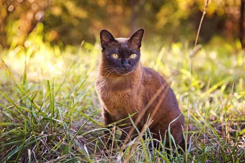 Burmese