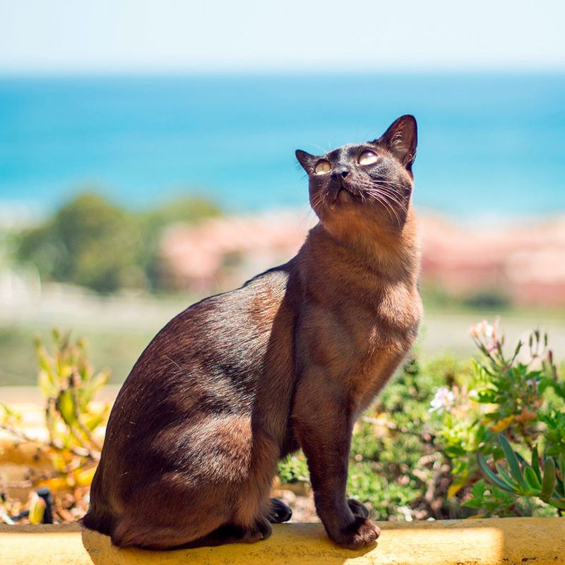 Burmese