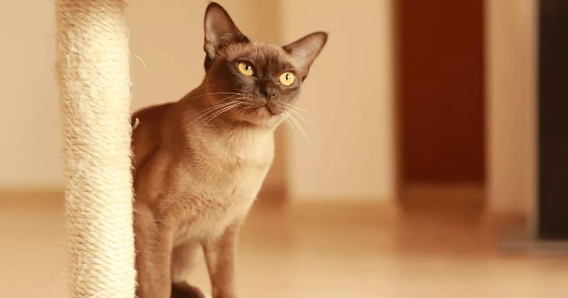 Burmese Cat