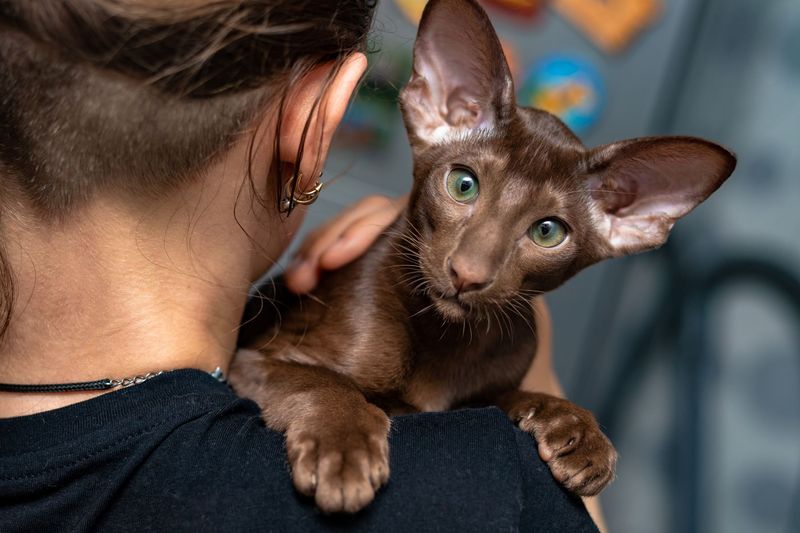 Oriental Shorthair (Thailand)