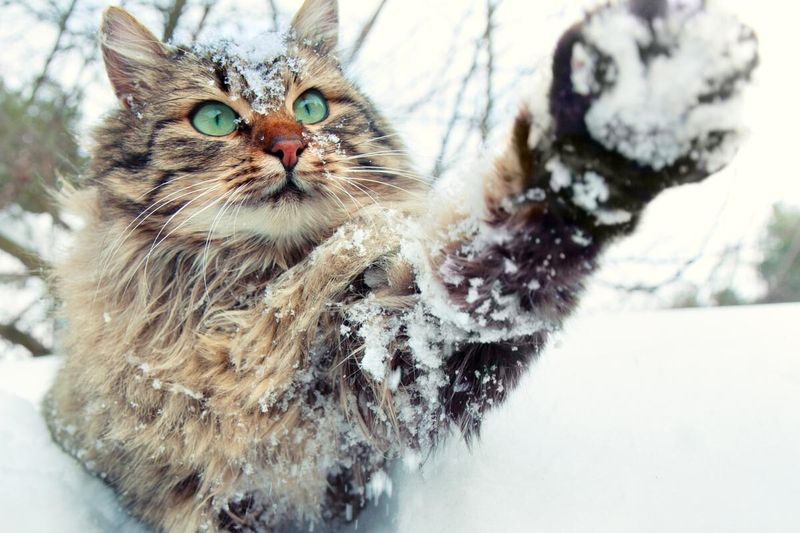 Siberian