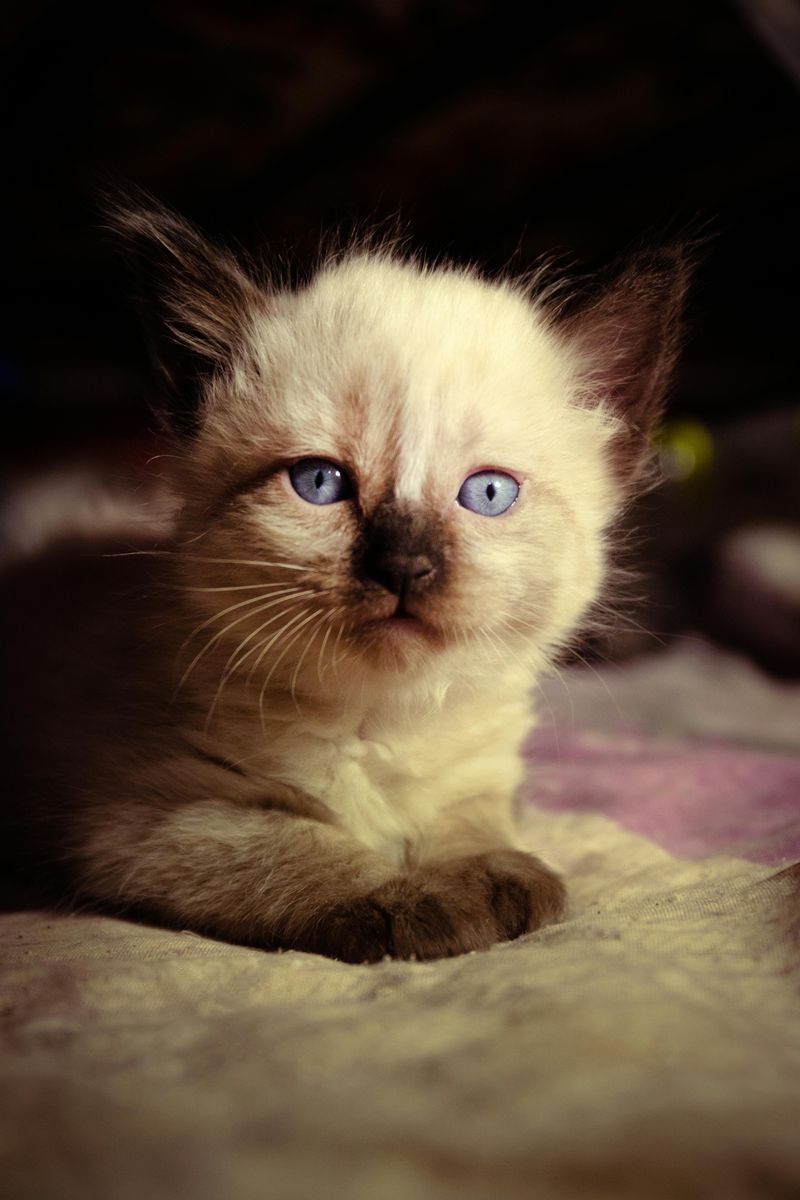 Siamese Cats