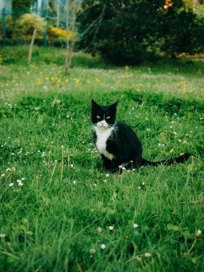 Bicolor