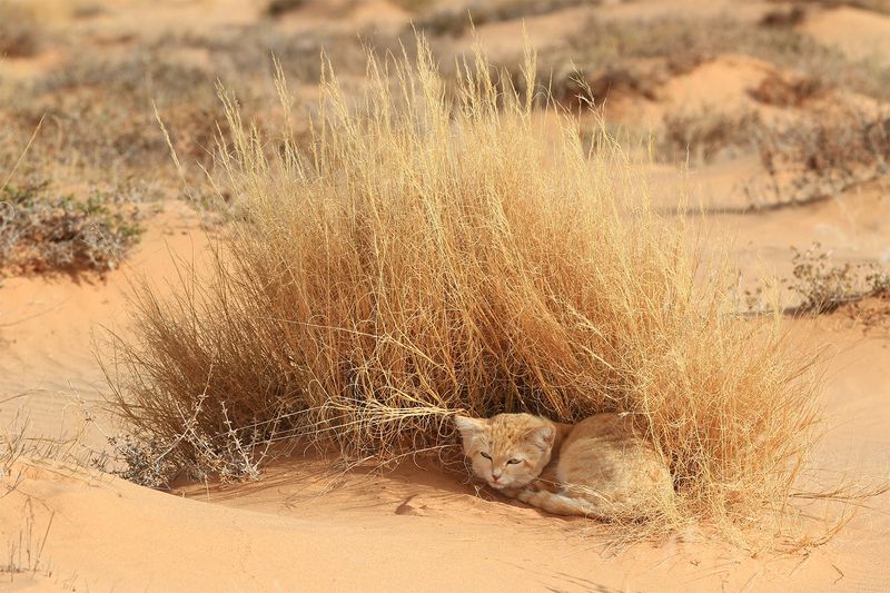 Camouflaged Coats