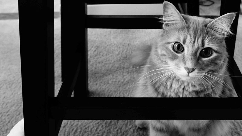 Can I Afford the Cost of Cat Care?