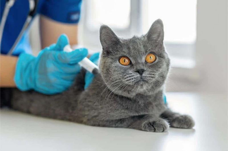 Vaccination Lapses