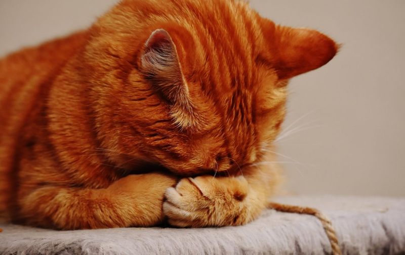 Feline Idiopathic Cystitis