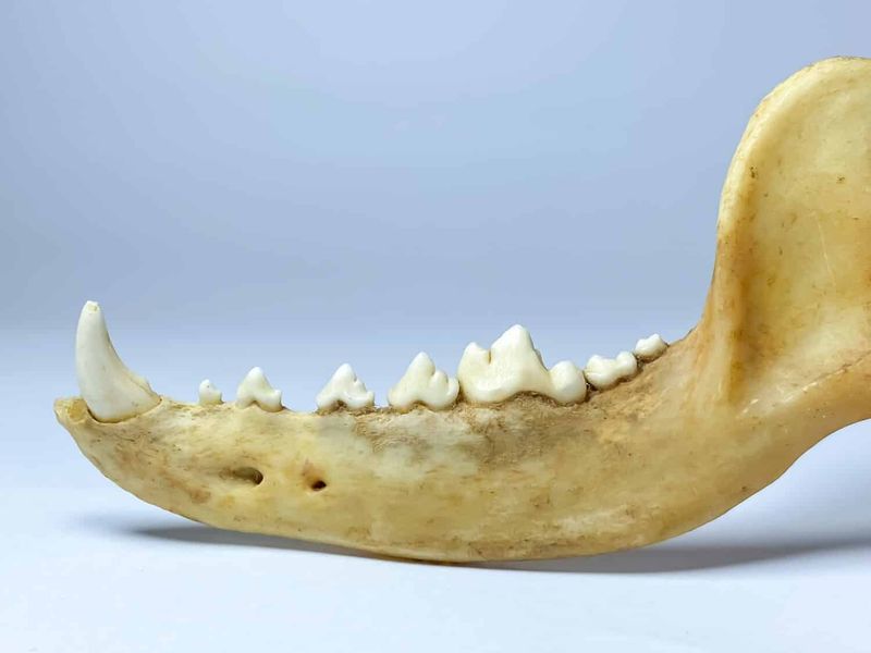 Cats Have Specialized Teeth Called Carnassials