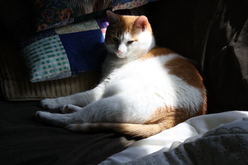 Sunbeams on the Floor