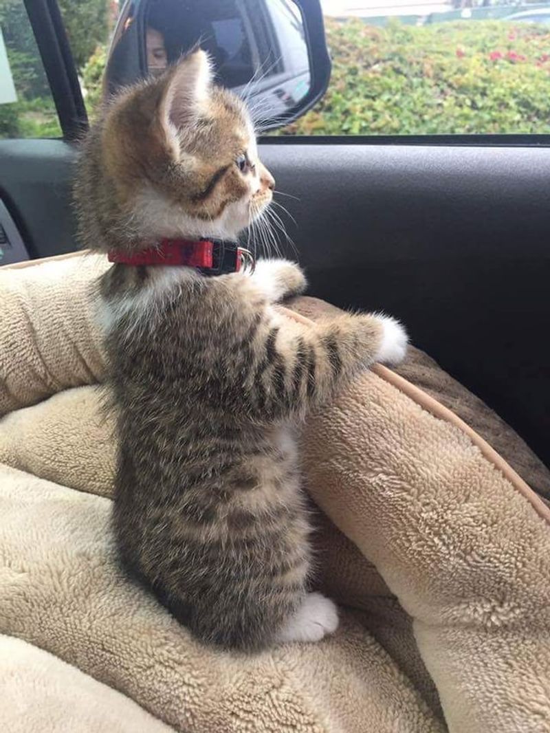 Car Ride Simulations