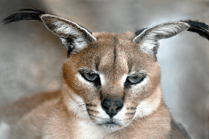 Caracal