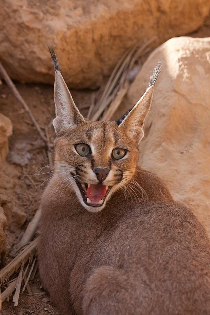Caracal