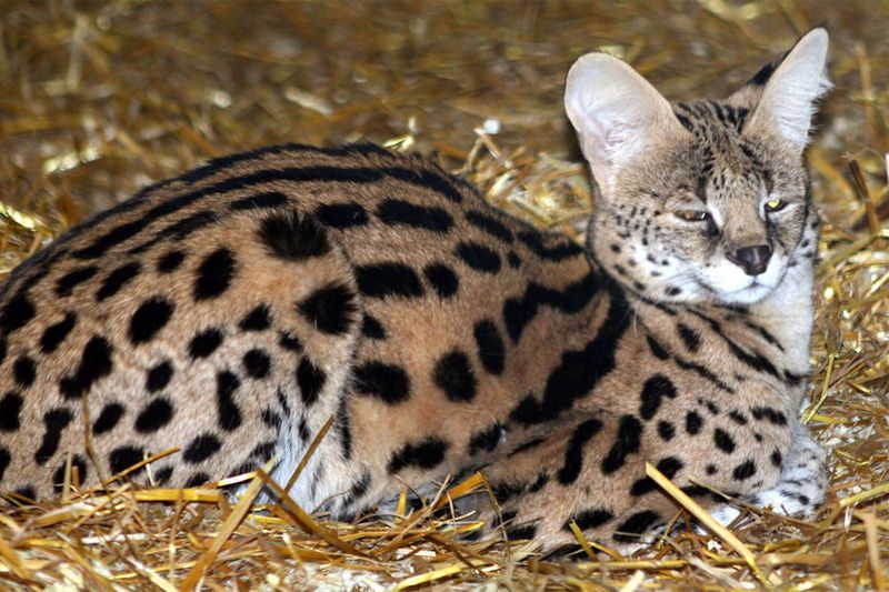 Serval (Leptailurus serval)
