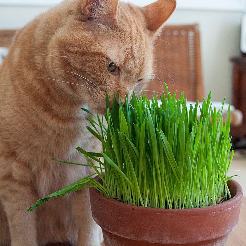 Cat Grass Planters