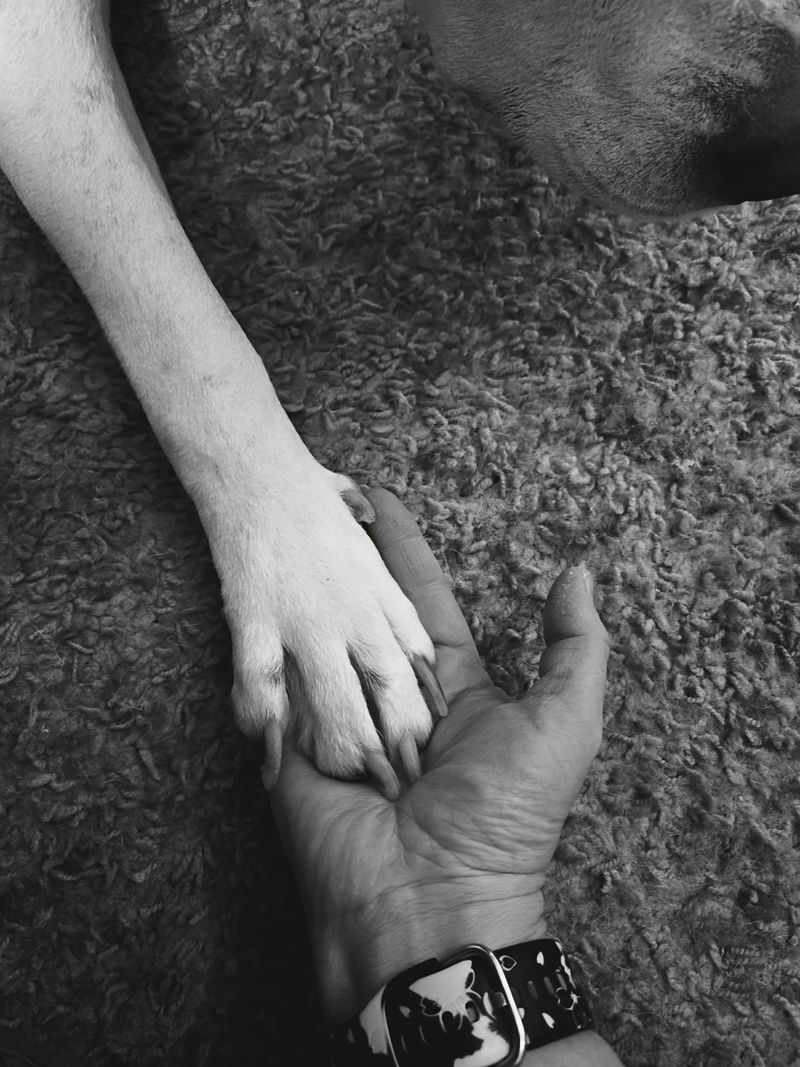 Dog People Prefer Structure and Routine