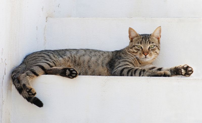 You’ll Pick Up Cat Show Lingo Quickly