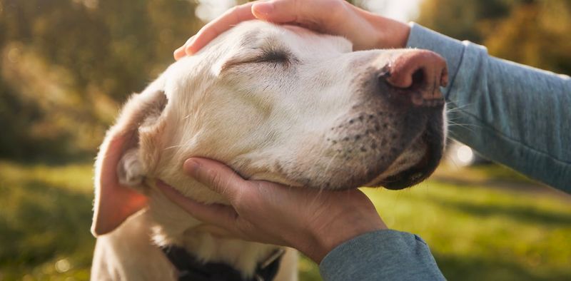 Dog People Are More Extroverted and Agreeable