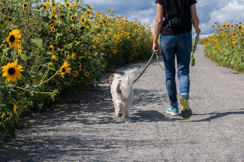 Dog Owners Experience More Social Interactions