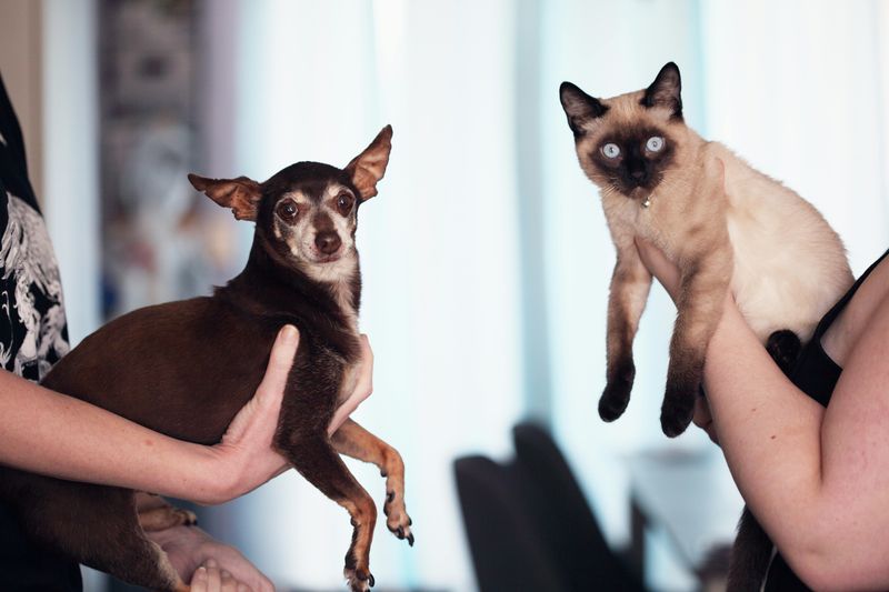 Both Pet Owners Are Happier Than Non-Pet Owners