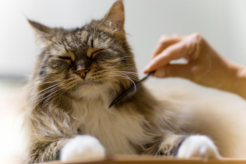 Fleas and Ticks
