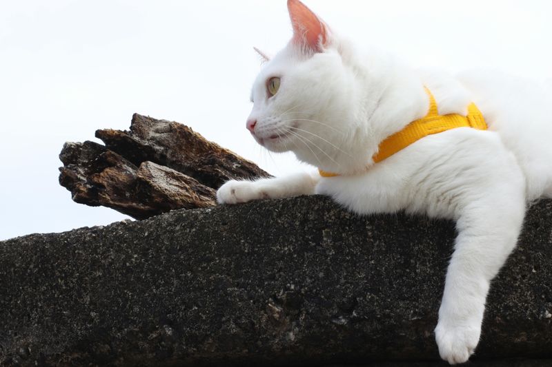Comfortable Harness and Leash