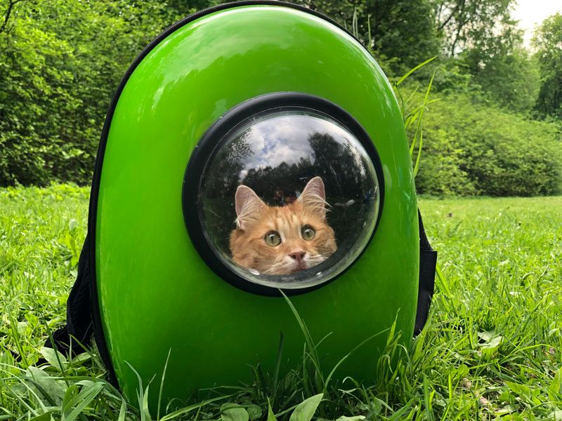 Cat Backpacks with Windows