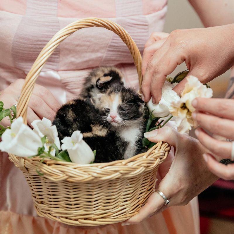 Feline Flower Girl