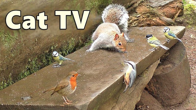 Cat TV