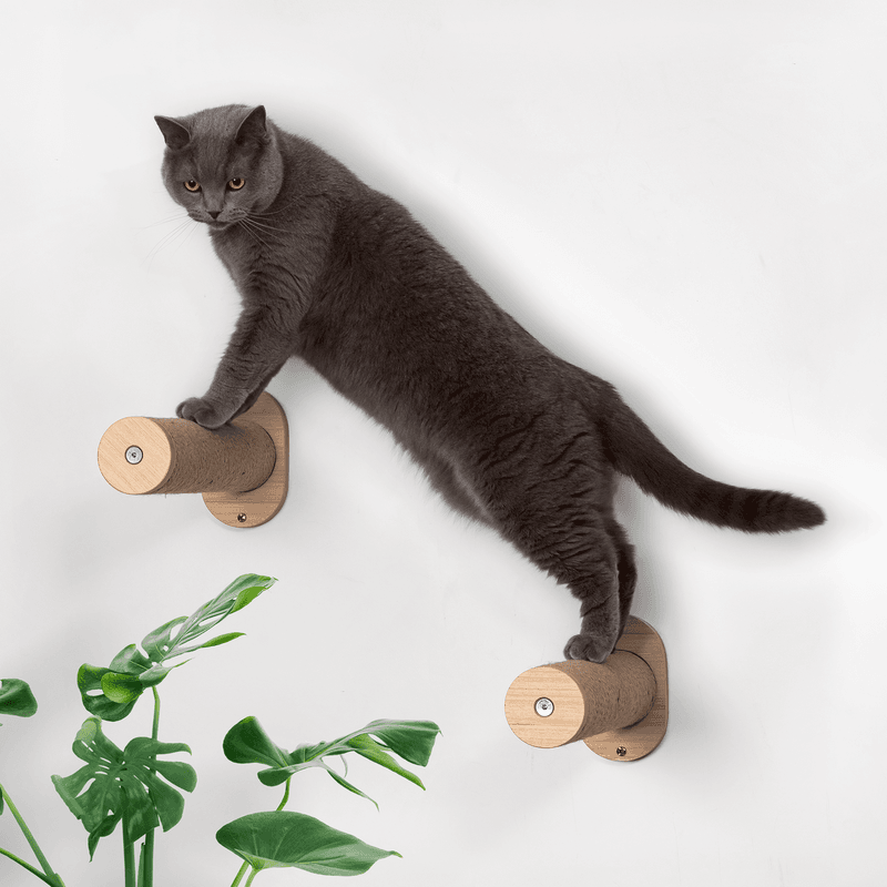 Cat Climbing Steps