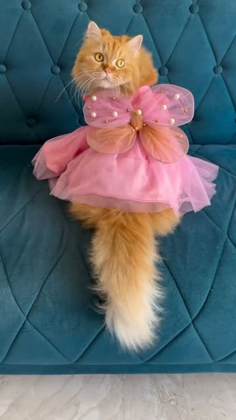 Instagram Famous Cats with “Careers”