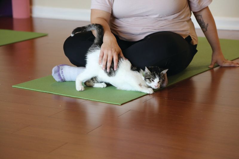 Cat Yoga