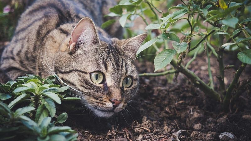 Catnip Hunt