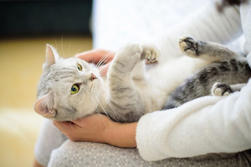 Cats Can Distinguish Human Emotions