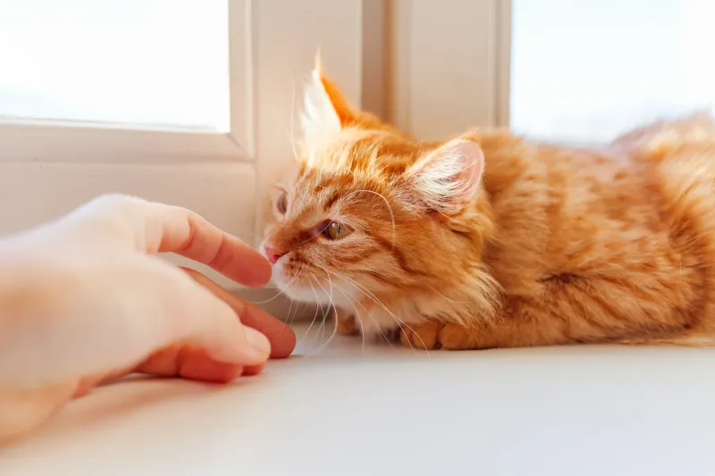 They Use Scent to Detect Illness