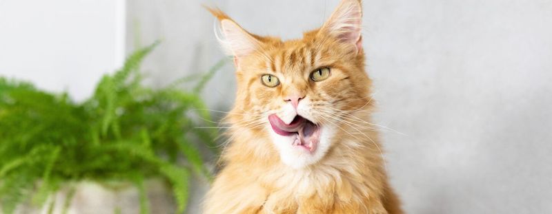 Bad Breath Could Mean Big Problems