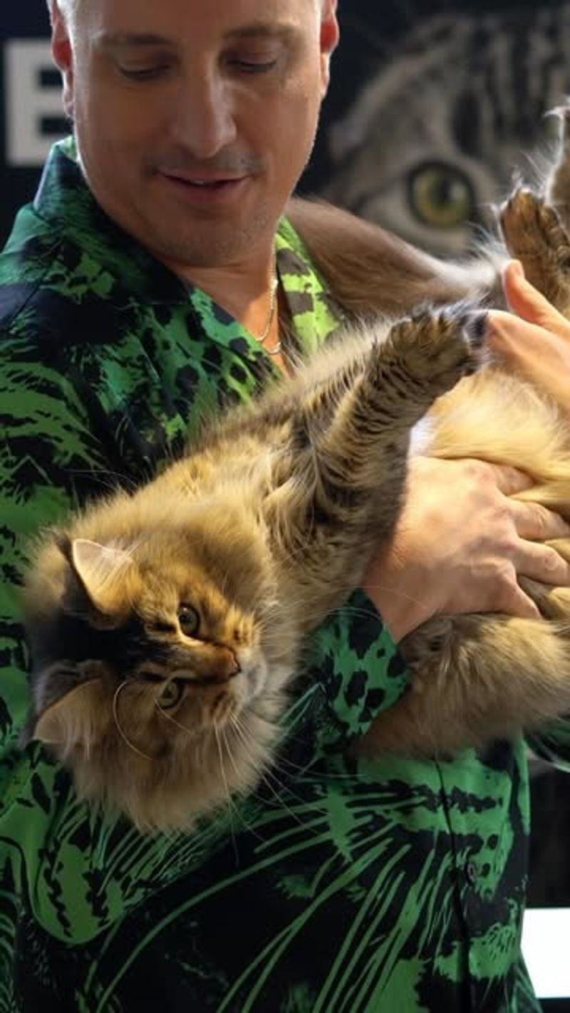 The Cats Are Surprisingly Chill