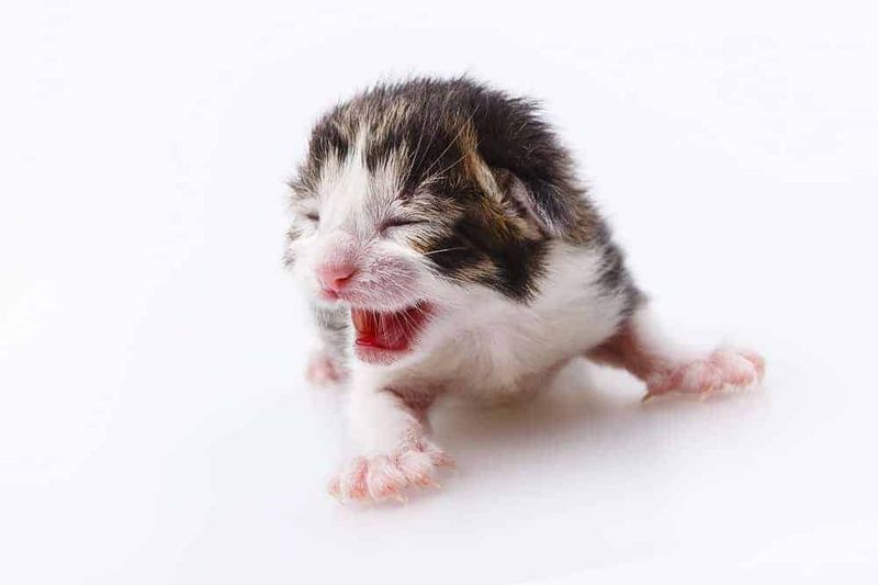 Kittens Are Born Without Teeth