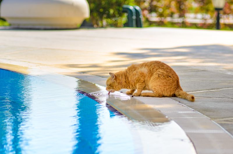Pools Offer Cooler, Fresher Water (Sometimes)