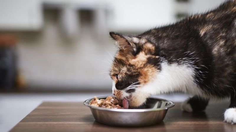 They Rarely Chew Their Food