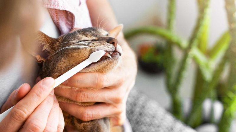 Brushing Is the Best Defense