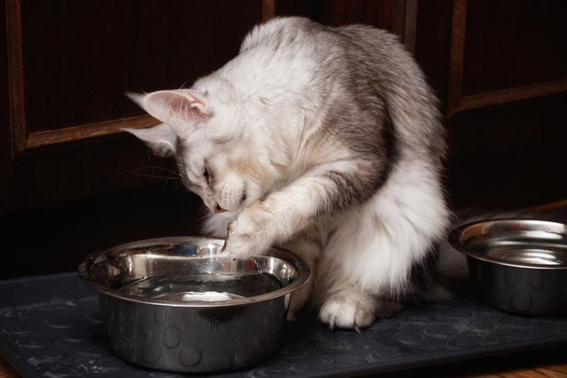 Water Bowl Placement Isn’t Ideal